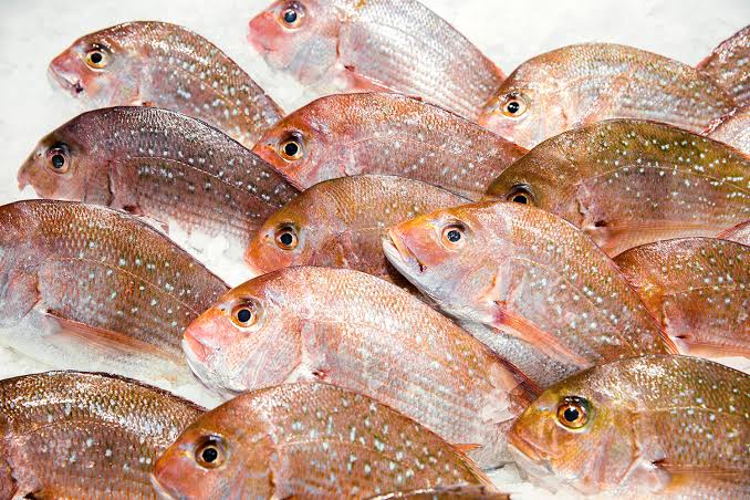 Whole New Zealand Red Snapper, Fresh – Goldfish Seafood Market